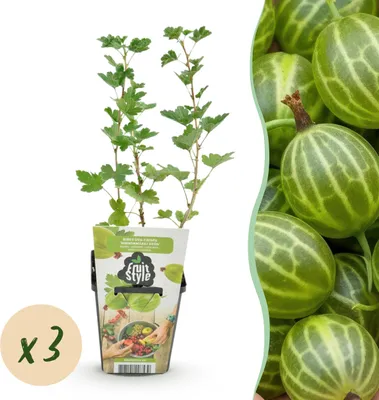 Produktbild von Stachelbeere - Ribes uva-crispa Hinnonmaki Grun - Winterhart - 3 Pflanzen - 15-25cm - Ø9cm - Gartenpflanze