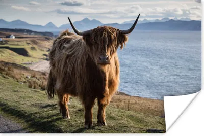Produktbild von MuchoWow® Poster Schottische Highlander - Bergen - Meer 120x80 cm - Bilder