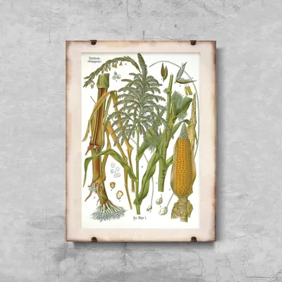 Produktbild von Poster - Canvas - Leinwand - 42 cm x 59,4 cm - Botanical Poaceae
