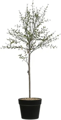 Produktbild von Topf Topiary in Pflanzgefäß, 73,7 cm, Grün