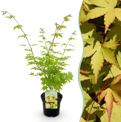 Image de Plante de terrasse - Erable japonais - Acer palmatum Summergold - Jaune - 1 Plante - Caduque - 60-70cm - Ø25cm - Plante de jardin