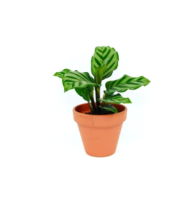 Obrázok produktu pre Gardners Calathea Freddie, priemer 6-7 cm