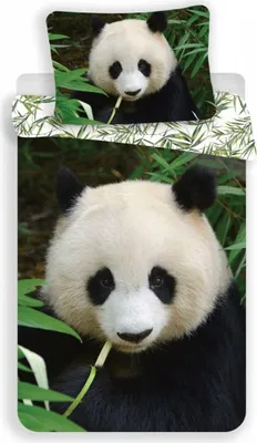 Produktbild von JF Kinder-Bettwäsche-Set Panda-Bär-Motiv 140x200 cm 100% Baumwolle