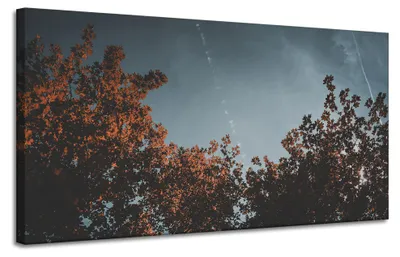 Produktbild von Leinwanddruck Orangenbaumkronen 120x60