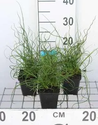 Obrázek produktu pro 6 x Juncus effusus 'Spiralis' - Vývrtka - květináč 9 x 9 cm