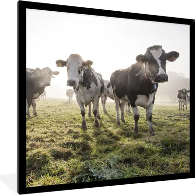 Produktbild von MuchoWow® Gerahmtes Poster Kühe - Licht - Gras - Tiere 40x40 cm - Poster mit Schwarzem Bilderrahmen Wandposter Rahmen Foto Bilder - Mit Rahmen - Wanddekoration Schlafzimmer