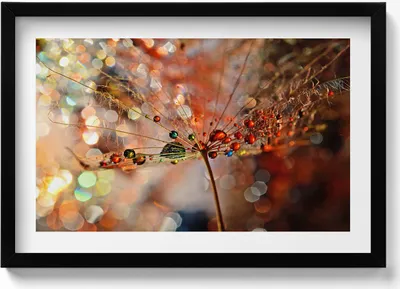 Produktbild von Gebläse und Tau– Wandbild mit Rahmen – Gerahmtes Bild  – Wanddekoration – 60x40 cm –  Schwarz Rahmen