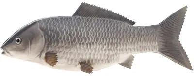 Zdjęcie produktu dla 35 cm Sztuczny Duży Karp Dekoracja - Realistyczne ryby do domu i restauracji