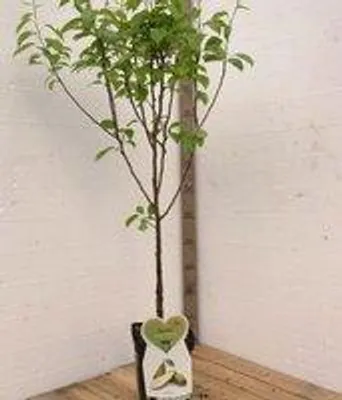 Produktbild von Conference Birnbaum – Obstbaum – 120 cm hoch – Niederstamm – Topfgezüchtet – professionelle Züchtung