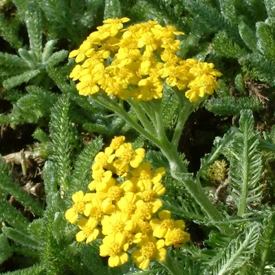 Image de 6 plants de *Achillea tomentosa* (Duizendblad) | Pot de 9 cm x 9 cm