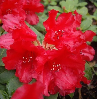 Image de Rhododendron 'Bad Eilsen' nain rouge 40 - 50 cm
