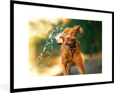 Produktbild von MuchoWow® MuchoWow® Gerahmtes Poster Nass - Hund - Wasser 90x60 cm - Poster mit zchwarzem Bilderrahmen - Wanddekoration - Fotos