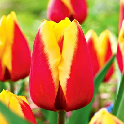 Produktbild von Tulpen Blumenzwiebeln Zwiebeln Blumen Rot-Gelbe Tulpe 5 St.