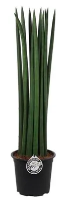 Immagine prodotto di Sansevieria Cylindrica Straight circa 30 cm Bow hemp Lingua di suocera migliore aria interna