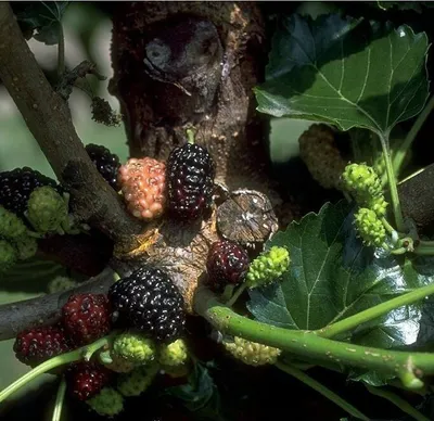 Produktbild von Schwarze Maulbeere (Morus nigra) 40-80cm im 3L-Topf