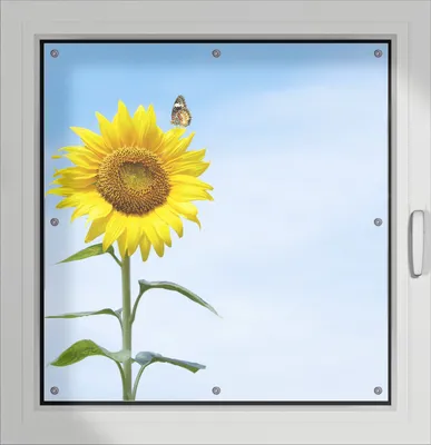 Produktbild von Wallario Lichtschutzbild, Dekorativer Sichtschutz Sonnenschutz 96 x 100 cm mit Motiv: Sonnenblume mit Schmetterling - Verdunklung ohne Bohren