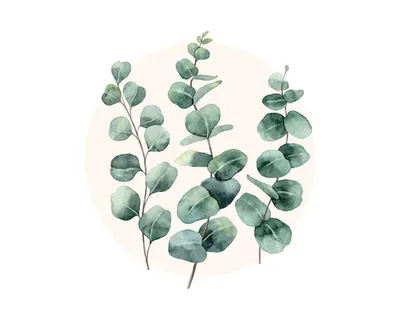 Produktbild von Glasbild Eucalyptus Branches l 30x30 cm