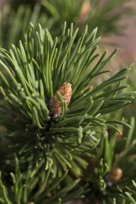 Produktbild von Pinus mugo 'Alpenzwerg', Bergkiefer, kompakt, 25–30 cm