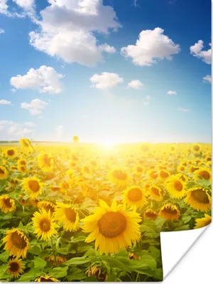 Produktbild von MuchoWow® Poster Sonnenblume - Sonne - Wolken 120x160 cm - Wandbilder