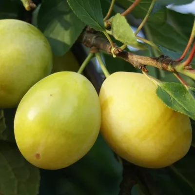 Produktbild von Lippische Eierpflaume - Pflaume Halbstamm Topfballen St. Julien A / Inra2