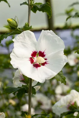 Produktbild von Hibiscus syriacus 'Red Heart', Gartenhibiskus, weiß-rot, 40–60 cm