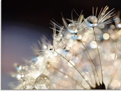 Produktbild von ARTland Glasbild Pusteblume Fantasie Größe: 60x45 cm