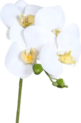 Produktbild von Kunstblume - Orchidee - ca. 66 cm - creme