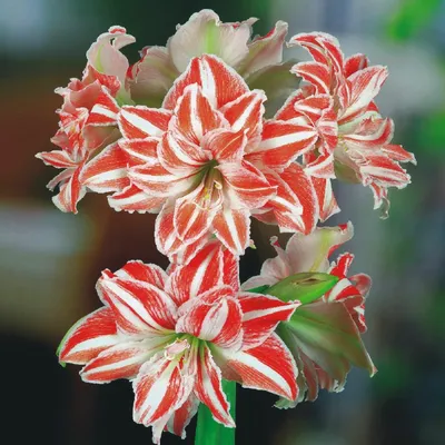 Immagine prodotto di Hippeastrum Zwartnica Amarylis Pełny Dancing Queen 1 pz Bulbi di Amaryllis