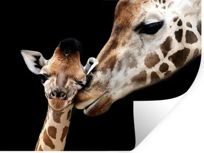 Produktbild von MuchoWow® Wandtattoo Wandsticker Wandaufkleber Giraffe - Tiere - Schwarz - Porträt - Tiere 120x90 cm Selbstklebend und Repositionierbar - Aufkleber