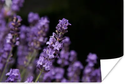 Produktbild von MuchoWow® Poster Nahaufnahme von lila Lavendel auf einem schwarzen Hintergrund 120x80 cm - Bilder