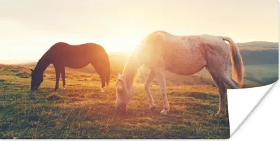 Produktbild von MuchoWow® Poster Pferde - Sonne - Tiere 150x75 cm - ohne Rahmen