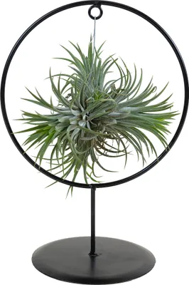 Zdjęcie produktu dla Bloomique - Tillandsia Magic Ball w ozdobnym pierścieniu - Rośliny powietrzne - Rośliny doniczkowe - Bardzo łatwa w pielęgnacji - Wysokość 30 cm