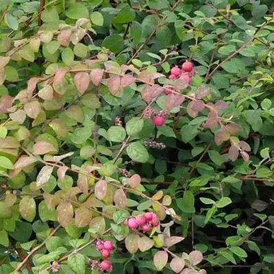 Obrázok produktu pre 2 x Purpurbeere - Symphoricarpos chenaultii | 50-60 cm v kontajneri