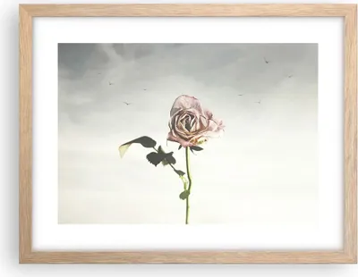 Produktbild von Gerahmtes Poster - Rahmen in heller Eiche - Rose Vögel Himmel - 40x30 cm - Wand Bild - Wanddeko - Wandbilder - Kunstposter - Wandposter - Bilderrahmen - Bilder - Kunstdruck - P2NAA40x30-4509