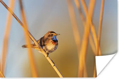 Produktbild von MuchoWow® Poster Vögel - Blaukehlchen - Schilf 60x40 cm - Schlafzimmerdekoration