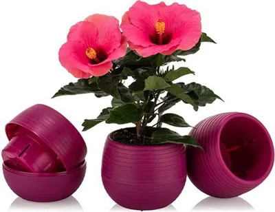Image de Lot de 6 pots de fleurs Cactus fuchsia 6 cm avec réservoir d'eau, résistants aux UV et au froid