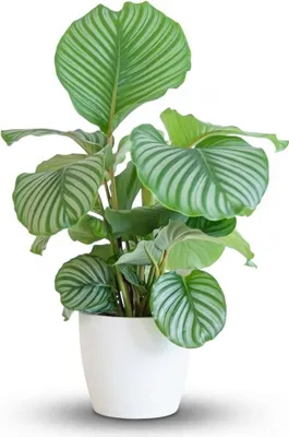 Image de Calathea Orbifolia avec Viber blanc - 55-65cm - Ø21cm - Plante d'intérieur - Vert persistant
