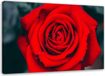 Produktbild von Leinwandbild schöne rote rose 90x60 cm Feeby rot wandbild bereit zum aufhängen