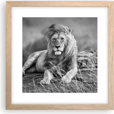 Produktbild von Gerahmtes Poster - Rahmen in heller Eiche - Löwe Tier Natur - 30x30 cm - Wand Bild - Wanddeko - Wandbilder - Kunstposter - Wandposter - Bilderrahmen - Bilder - Kunstdruck - Wandbild - P2NAC30x30-3931