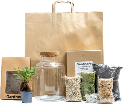 Obrázek produktu pro Gardners Skleněná dóza HELENIUM OSÁZEJ SI SÁM Ficus microcarpa Ginseng, L v dárkovém balení