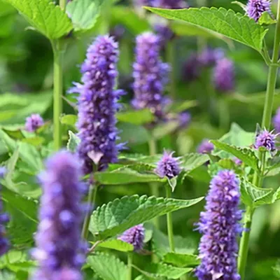 Obrázok produktu pre 6 x voňavá mäta  - Agastache 'Little Adder'  | Kvetináč 9 cm x 9 cm