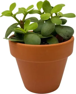 Obrázok produktu pre Gardners Portulacaria afra, priemer 6 cm