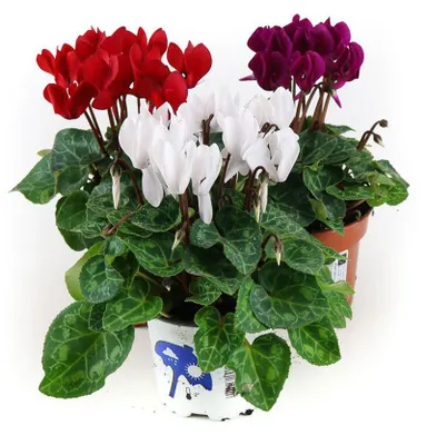 Produktbild von Enseleits Alpenveilchen, 3 bunte Cyclamen persicum Pflanzen
