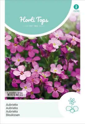 Artikelbild 2 von 'Blaukissen Whitewell Violett' aus der Kategorie Blaukissensamen