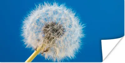 Produktbild von MuchoWow® Poster Löwenzahn - Blume - Terrasse 120x60 cm - Bild