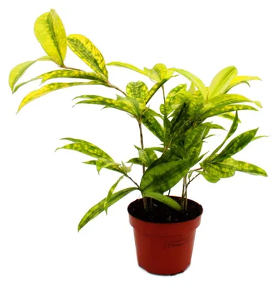 Produktbild von Drachenbaum - Dracaena surculosa Mike - 12cm - grün mit gelben Tupfen