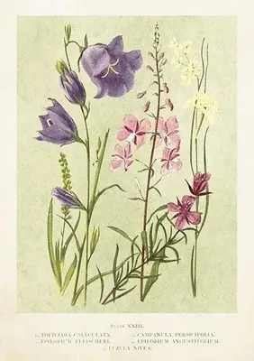 Immagine prodotto di Karnet ST447 B6 + copertina "Fiori di campo primaverili" - Skona Ting
