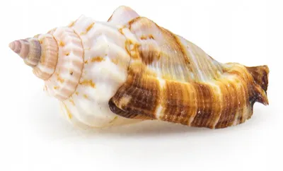 Image de Décoration d'aquarium, coquillage Strombus naturel, 2-3 cm