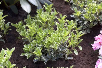 Produktbild von Osmanthus heterophyllus 'Variegatus', Duftblüte, immergrün, 20–25 cm