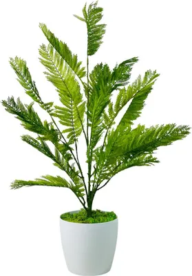 Produktbild von Topfblume - Grüner Topffarn 75 cm
